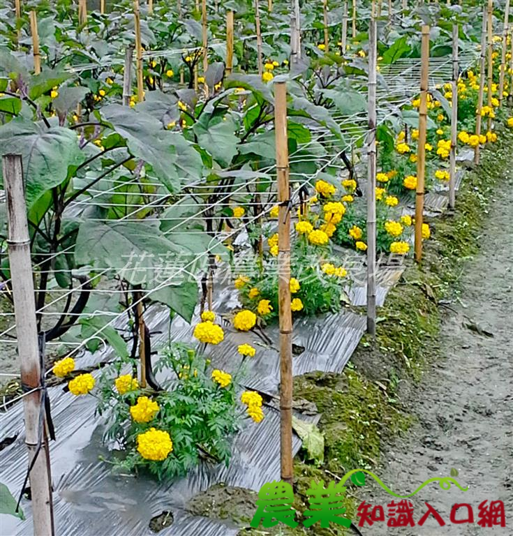 不同作物種一起也可防治作物病蟲害！花蓮區農業改良場教你利用共榮作物栽培法減少病蟲害