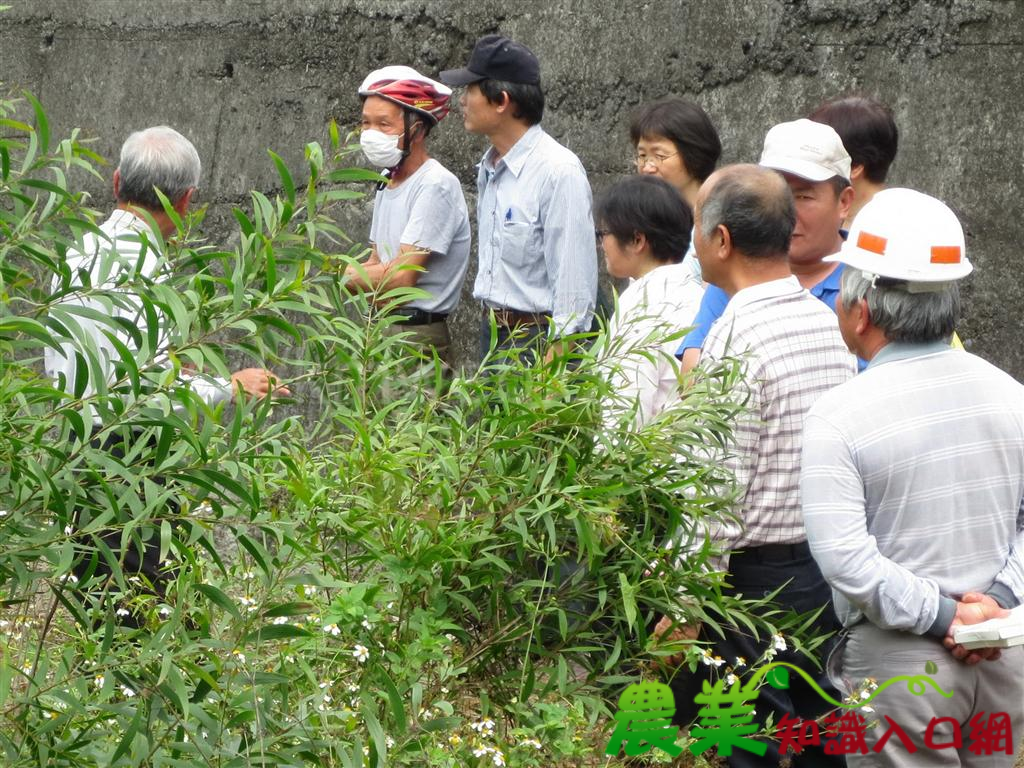 推動短期經濟林現場觀摩.農民分享種植經驗