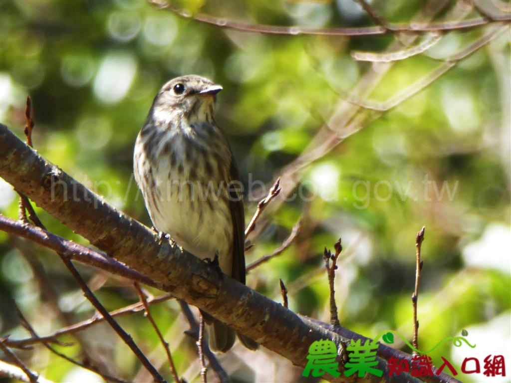 奧萬大鳥況豐富 發現新紀錄鳥種「灰斑鶲」