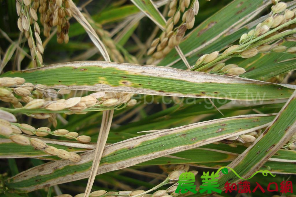 高雄場籲請農友注意防範二期作水稻好發病蟲害