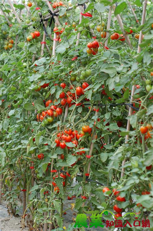 優質小果番茄「種苗亞蔬  22  號」種子即將上市！