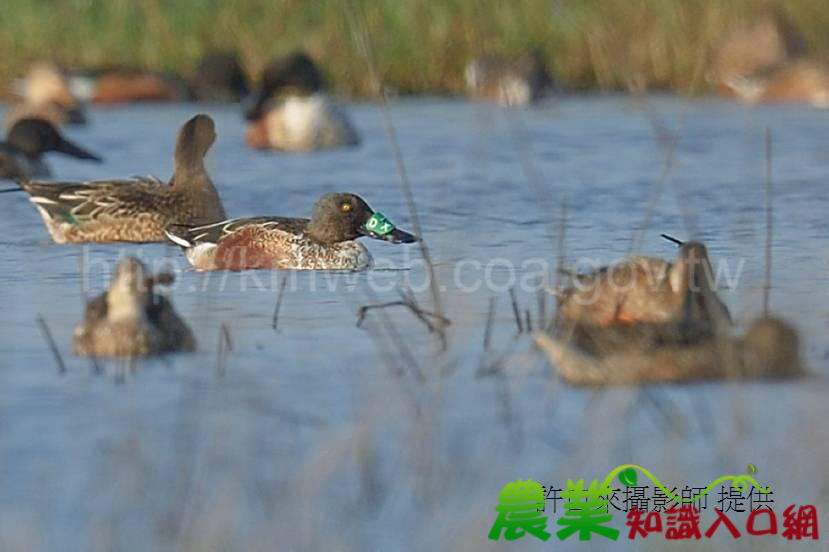 黑龍江興凱湖琵嘴鴨 鰲鼓首度現蹤