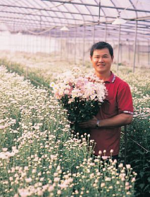 控制光週期‧研發染色菊─永靖花卉產銷第14班