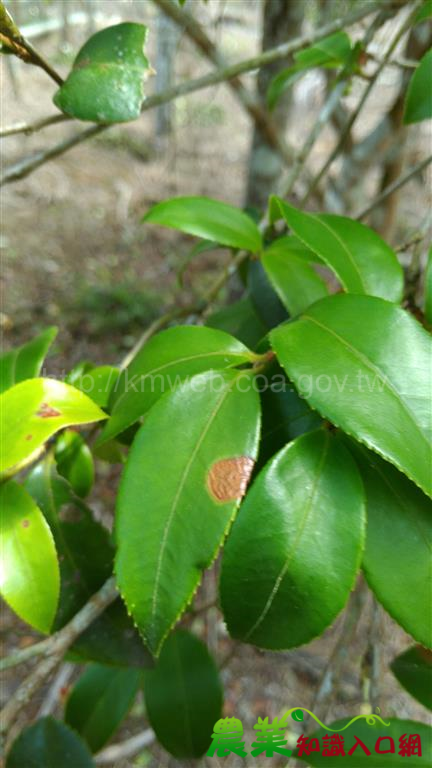 提高油茶產量及品質　從認識病蟲害開始