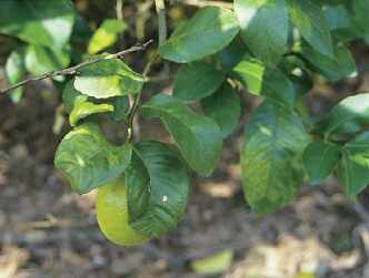 柑桔黃龍病之特性與防治