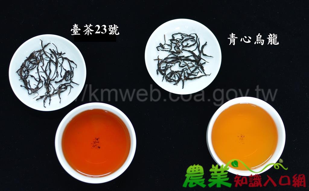 適製紅茶茶樹新品種介紹-臺茶23號