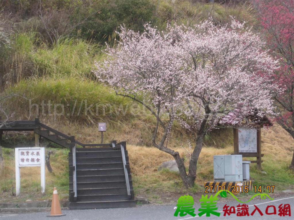 武陵賞櫻正對時