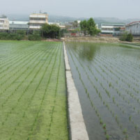 肥料減施-輕鬆種好米