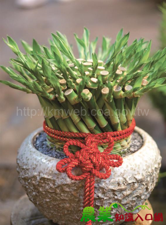 開運竹－富貴人人愛　好運跟著來