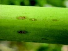 農作物健康診斷－木瓜的病害(三)