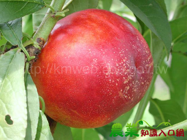 桃新品種台農6號「甜心」，少了絨毛多了甜滋味