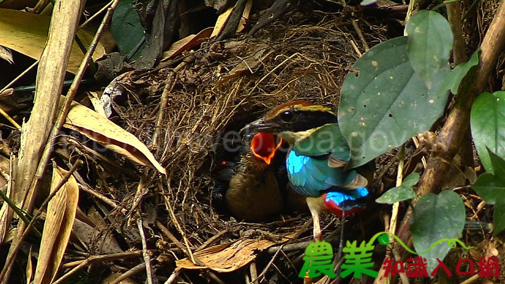 八色鳥保育~~愛牠就讓牠安心延續生命