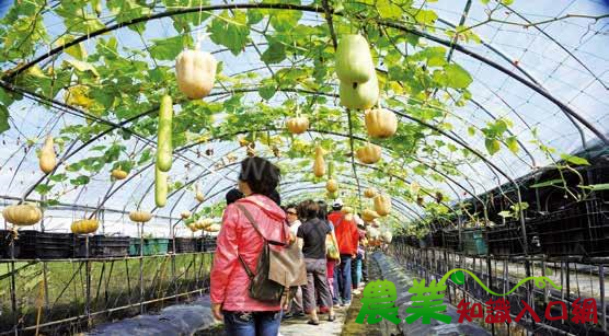 產地餐桌旺山休閒農場 創意養生料理新開發