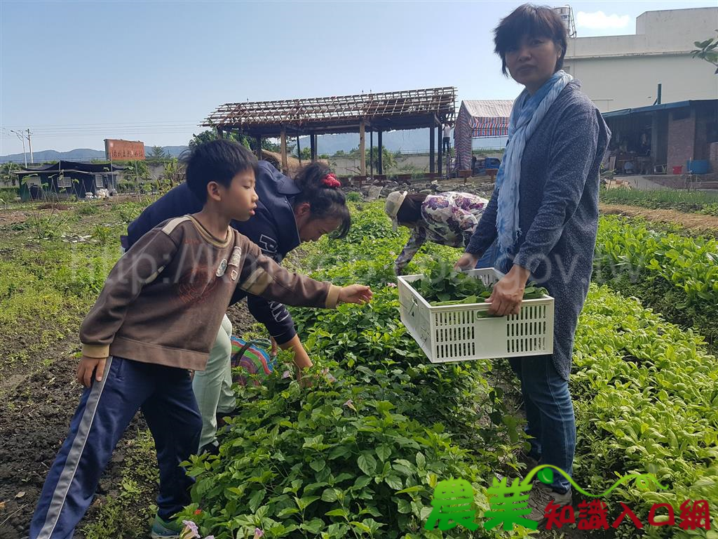 山下部落植物染體驗趣　走讀阿美族七腳川社