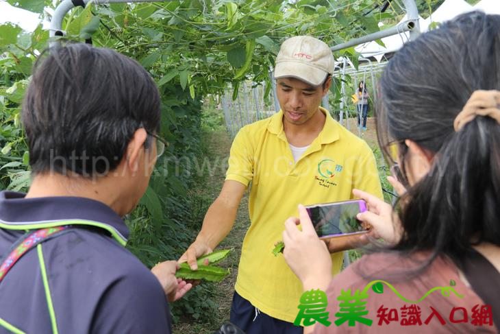 推動臺東地區發展具原住民文化特色作物-臺東場結合青農舉辦「翼豆栽培示範觀摩會」