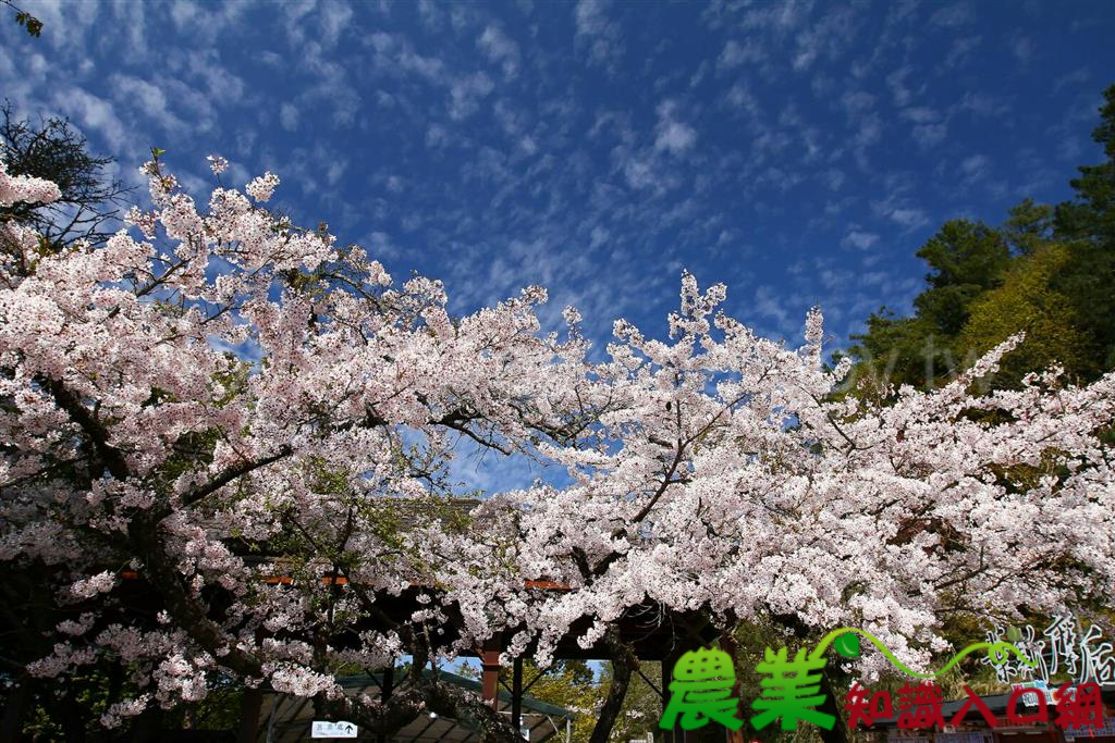 阿里山花季謝幕 音花饗宴精采呈現