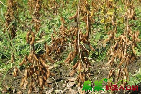 東部地區有機大豆栽培與管理