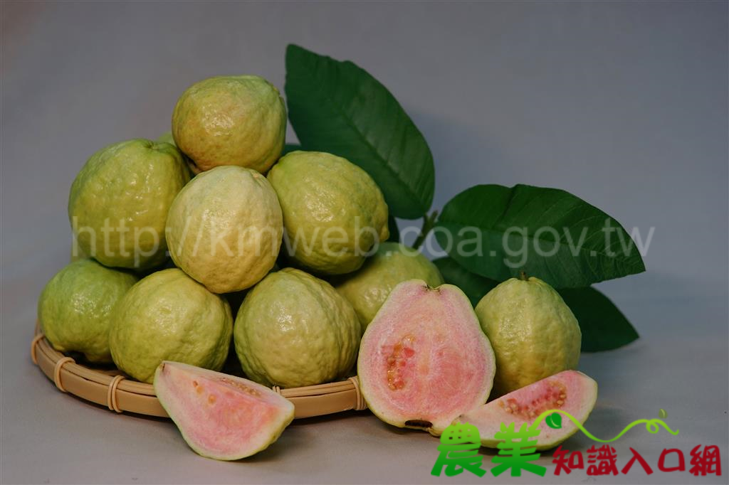 宜蘭在地特色風味-甜心、紅心番石榴 新鮮上市
