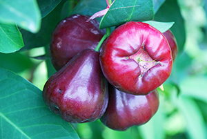 蓮霧家族新成員─臺農1號「紫晶」