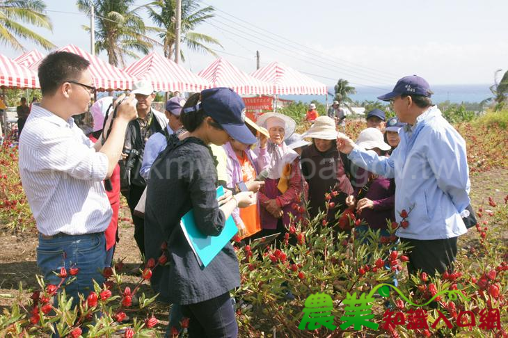 臺東場舉辦洛神葵臺東3號有機栽培模式示範觀摩會