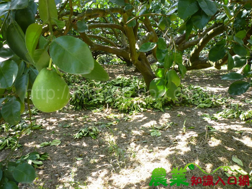 夏季修剪讓文旦更好吃也更好看