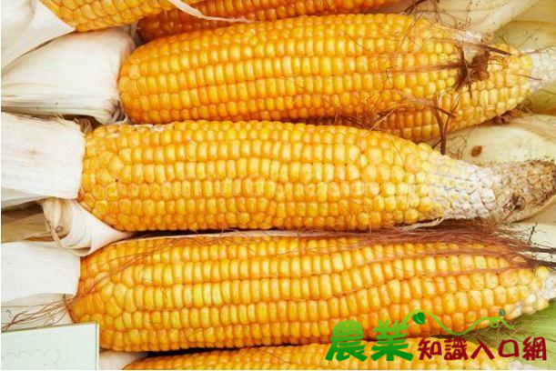 硬質玉米播種採收機械來,農民省工笑呵呵