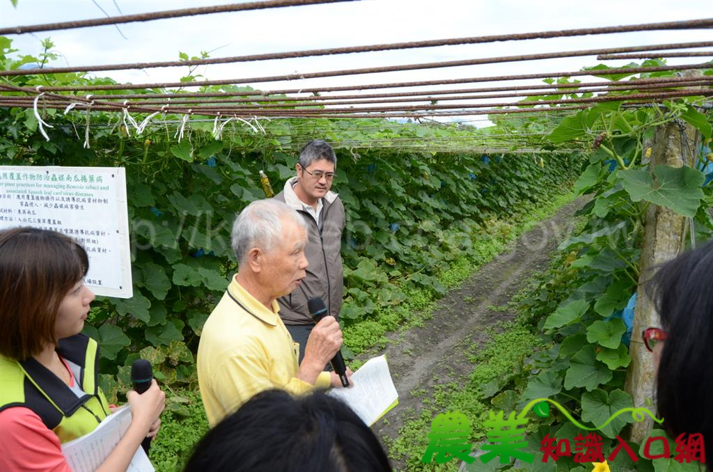 兼具生態的防治-應用覆蓋植物減少蟲媒南瓜病毒病發生