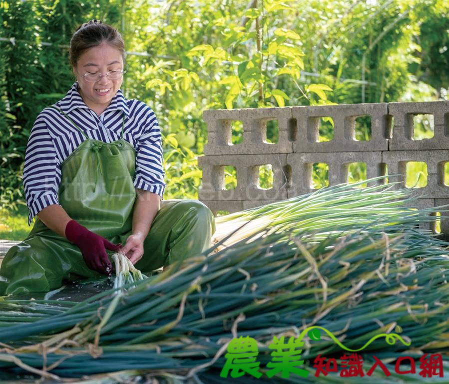 宜蘭的綠色獻禮　三星蔥