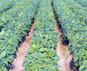 豆科蔬菜害物整合管理策略簡介