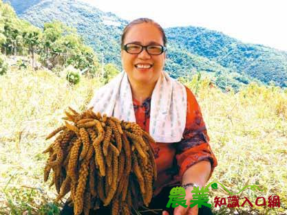 臺灣新野菜主義-原住民的野菜世界