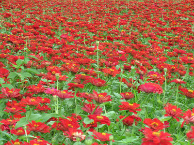 三灣花田桔事　賞花海嚐甜柑橘