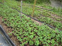 草莓健康種苗,產量提高15%