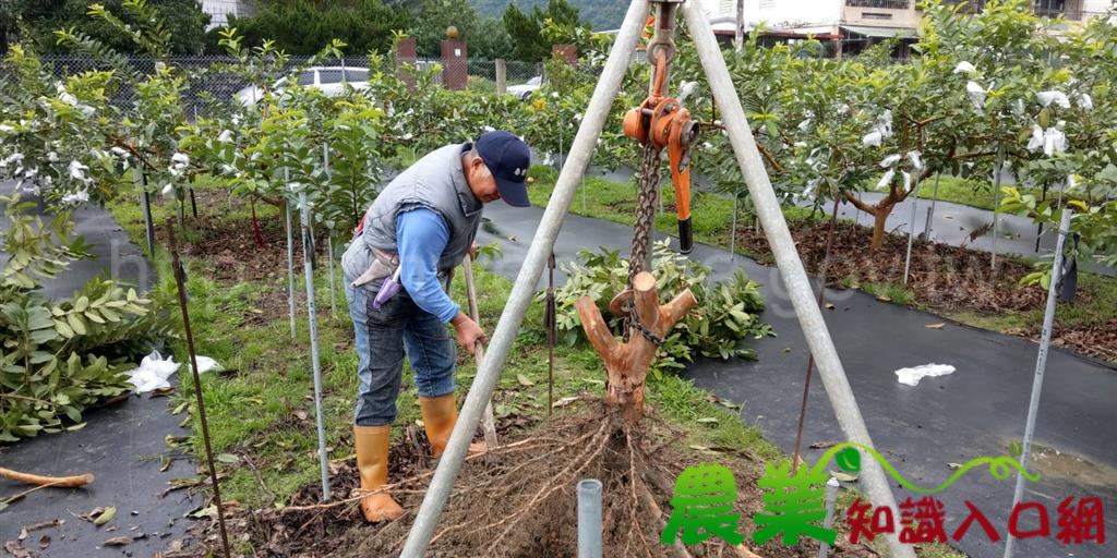 花蓮農改場積極協助地方番石榴線蟲防治