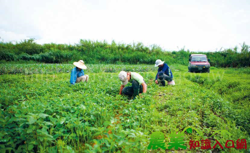 動物、人與土地的共舞-花蓮富興LiPaHak 農場