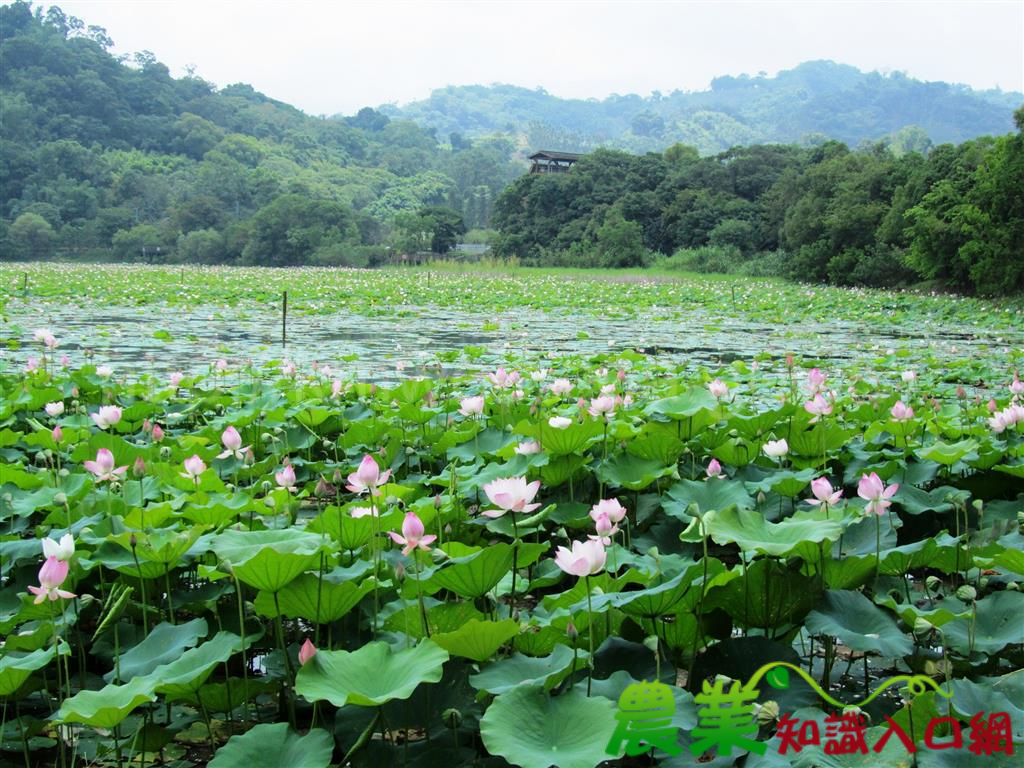 東勢林業文化園區2018「夏日荷風-綠保野餐派對」 邀您揪團來野餐