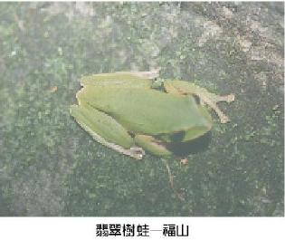 豐年--台灣森林之生物多樣性