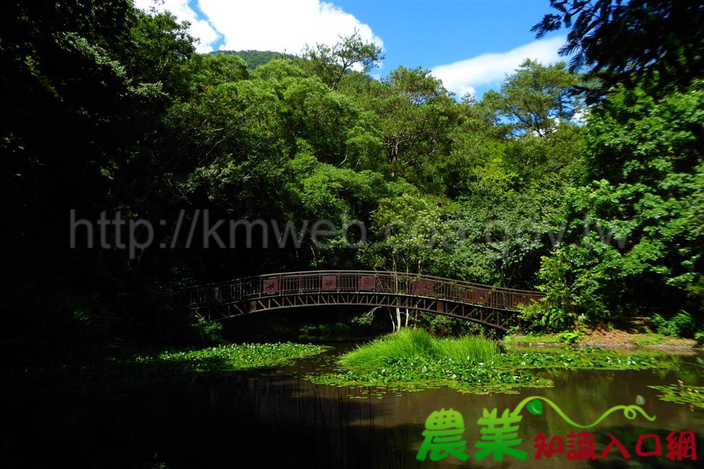 歡慶奧萬大25歲生日 6月29日起3日入園銅板價優惠