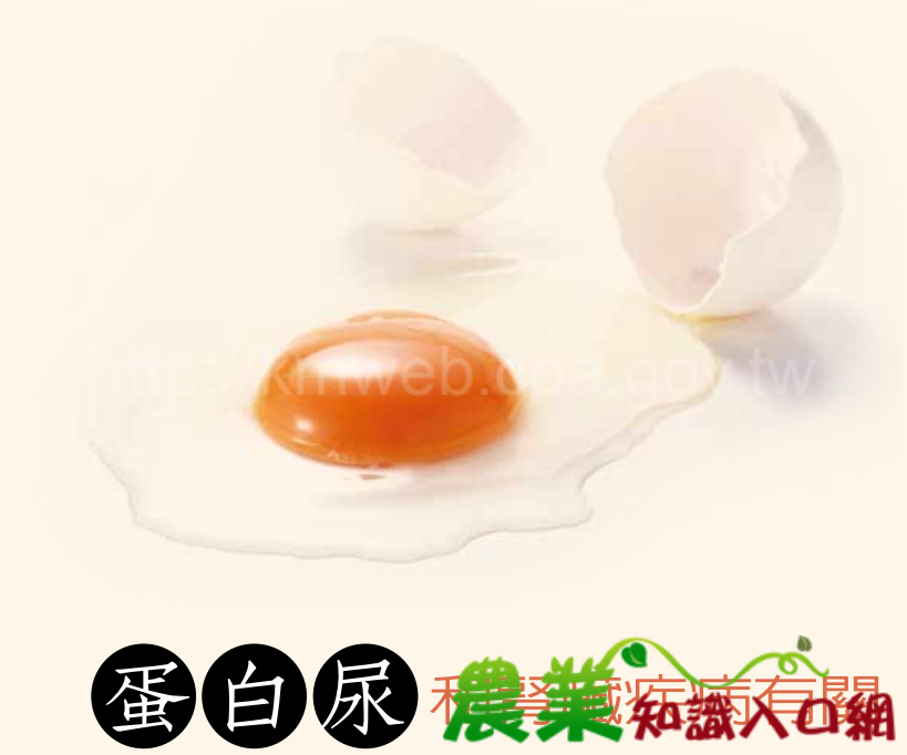 蛋白尿和腎臟疾病有關