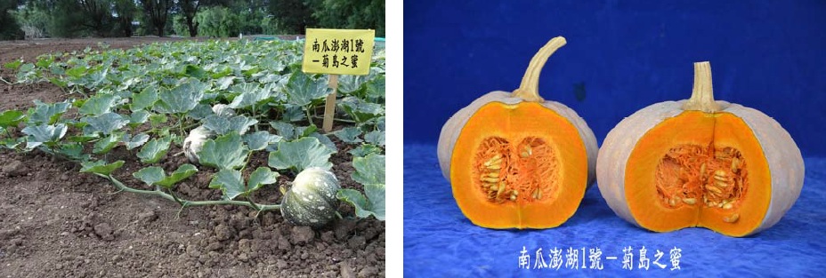 高雄場南瓜「澎湖1號－菊島之蜜」、「澎湖2號－菊島之春」出嫁了