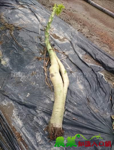 近日降雨頻繁,高雄場籲請農友加強排水及掌握病害防治時機