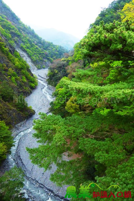 奧萬大歡慶兒童節 連續假期兒童入園免費