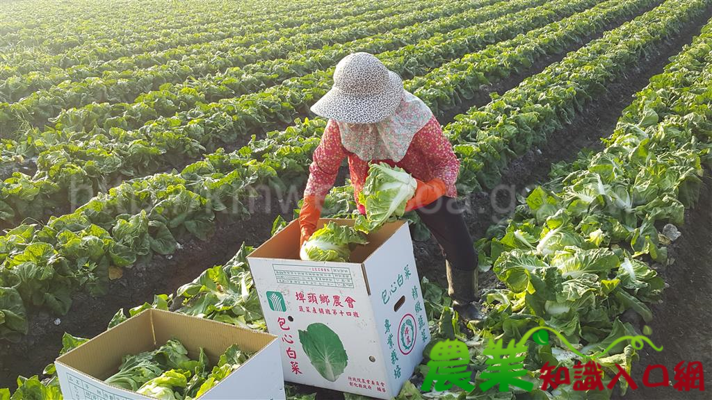 氣候平順 復耕蔬菜上市 消費者可多選購