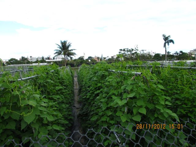豆類蔬菜新選擇～翼豆