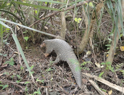 保育類野生動物-穿山甲 拜訪民宅