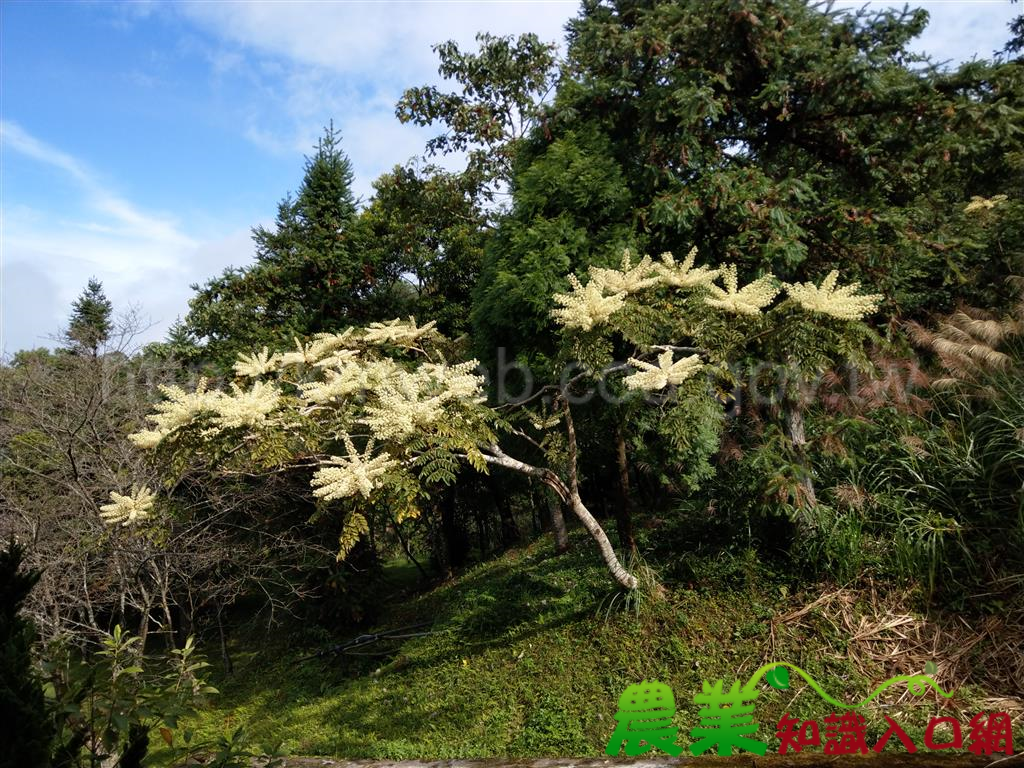 東眼山蟲蟲的秋冬限定雪白流水席－台灣楤木