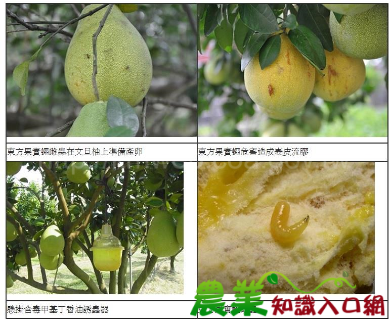 文旦柚轉色期，臺南農改場籲注意防範東方果實蠅危害