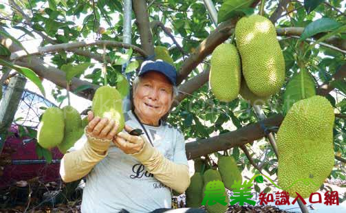 新興果樹「榴槤蜜」