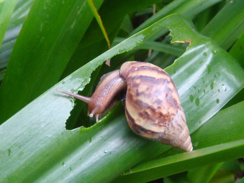 園藝作物之軟體動物診斷與防治