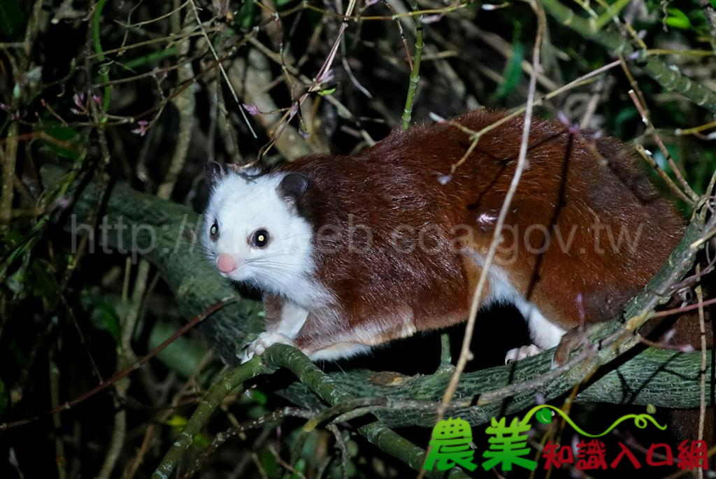 夜宿大雪山 帶領您夜訪大雪山生物相