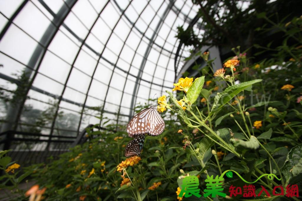 認識蟲蟲之美 推廣台灣昆蟲資源利用　葉永福—嘉義大學昆蟲館館長